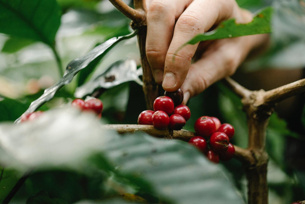 Creating an Edible Landscape: Combining Functionality and Aesthetics