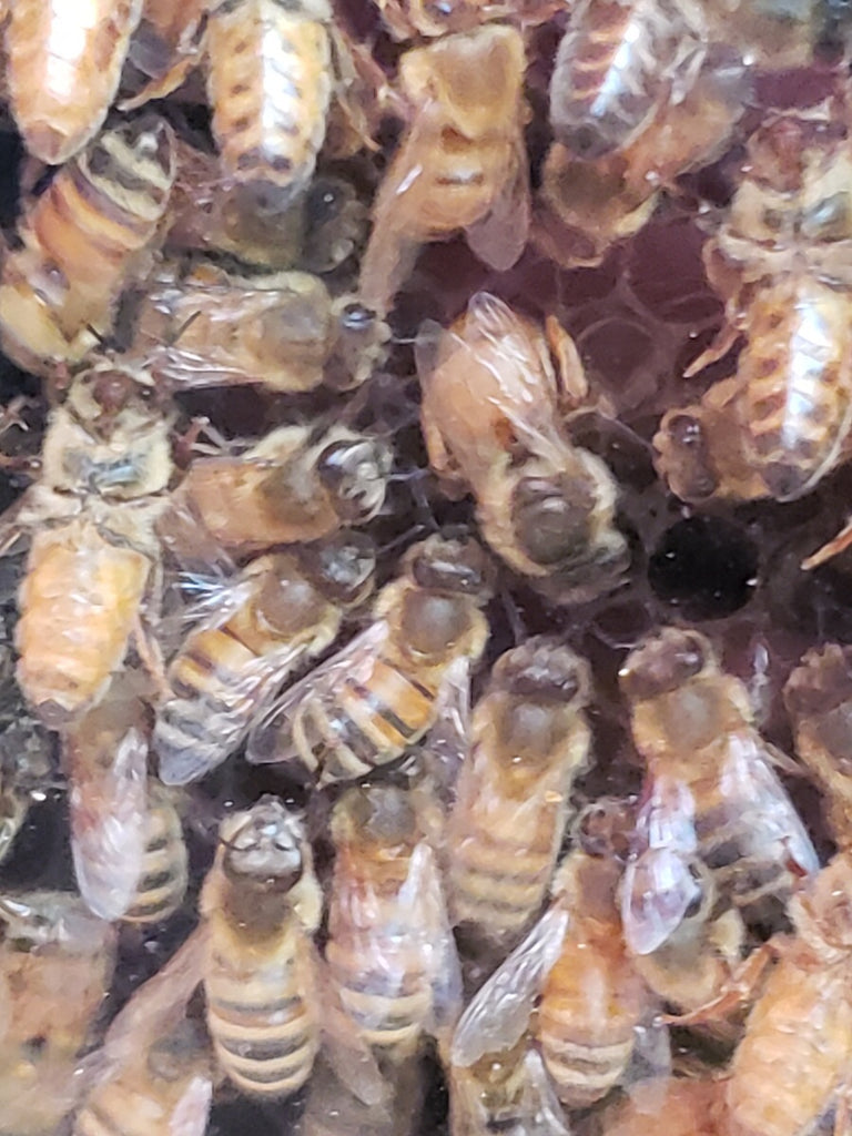 Five-Frame Nucleus Hive - Linda's Bee Farm Shop